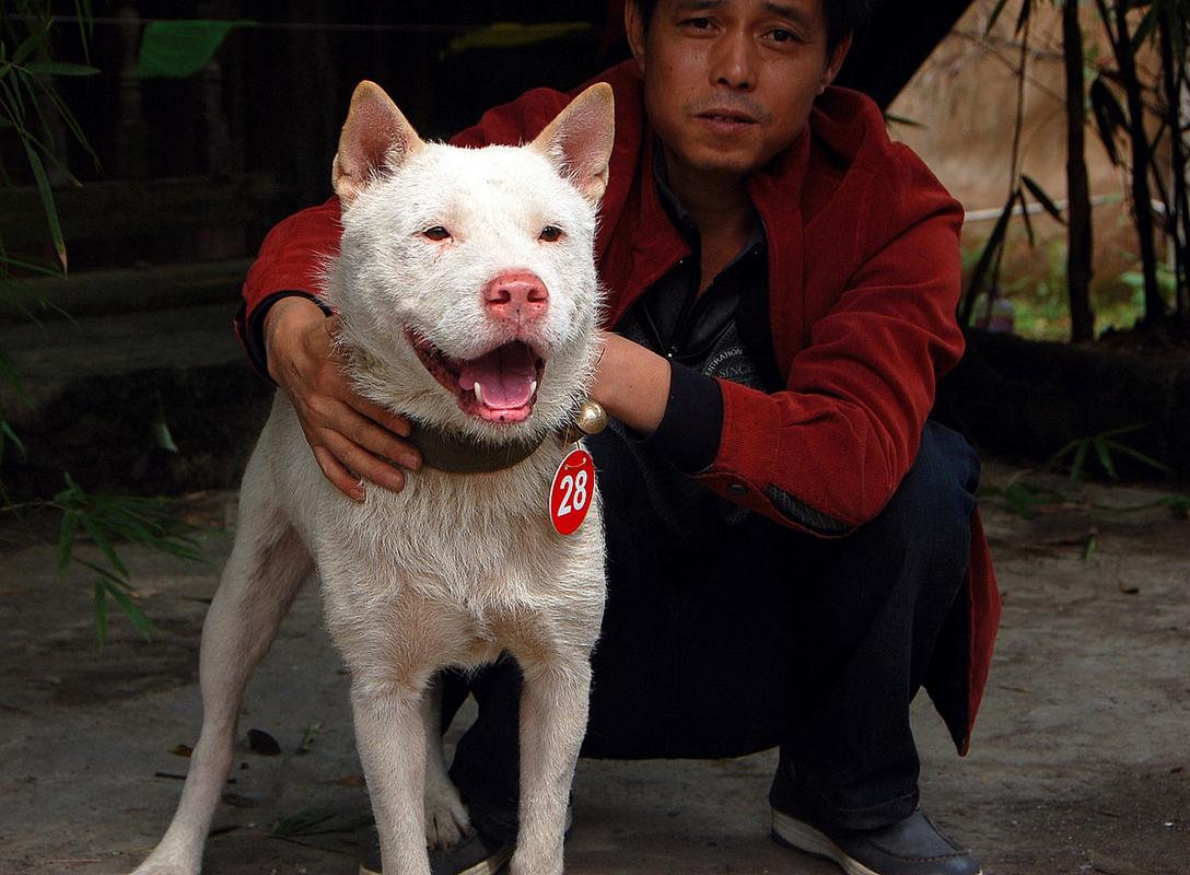 新澳最新版精准特和中国下司犬外网爆火与中国下司犬介绍