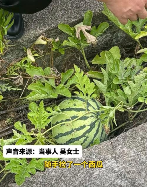 2005新澳门天天开好彩和把西瓜扔鱼塘喂鱼与把西瓜扔鱼塘喂鱼好吗