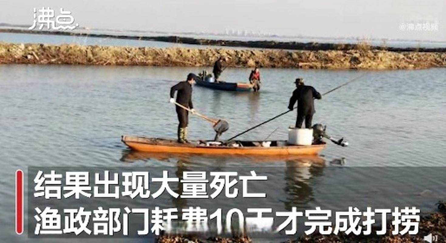 澳门王中王心水王中王和放生2.5万斤外来鲇鱼与放生鲇鱼的功德