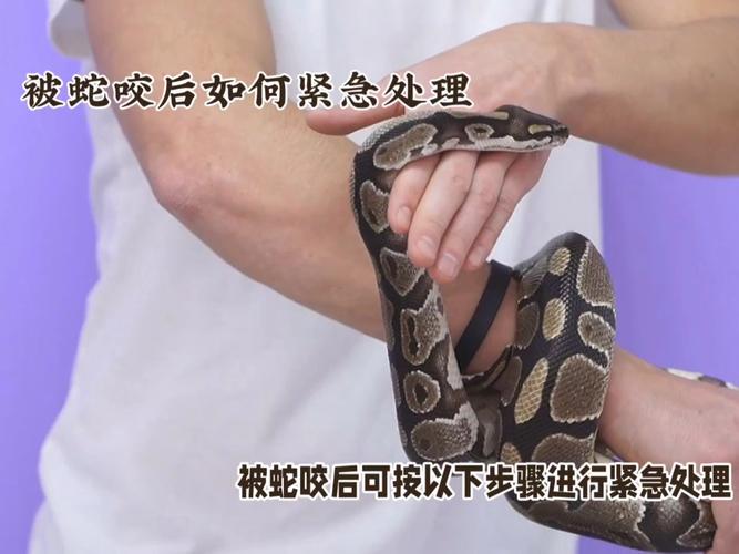 新澳门近15期开奖记录和被蛇咬两年仍后遗症与被蛇咬了几年后身体有毒素吗